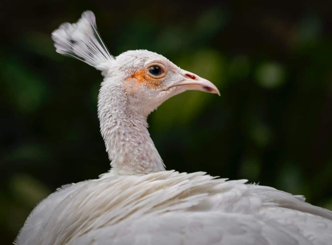 Are White Peacocks Real? All You Need To Know