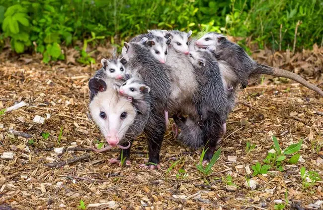 What is a Group of Possums Called? Collective Nouns