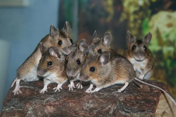 What is a Group of Mice Called? Collective Nouns