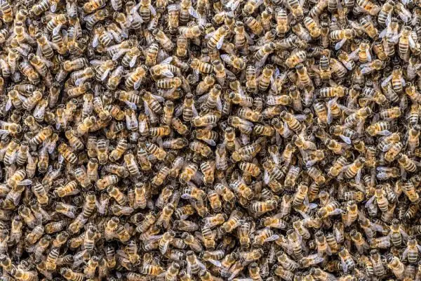 What is a Group of Bees Called? Collective Nouns