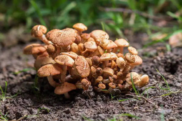 What is a Group of Mushrooms Called?