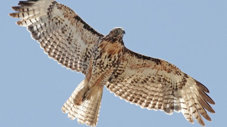 Red-Tailed Hawk Symbolism & Spiritual Meaning