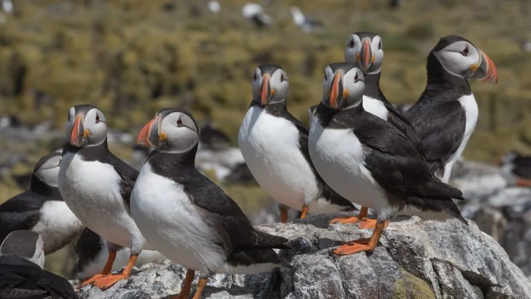 What is a Group of Puffins Called