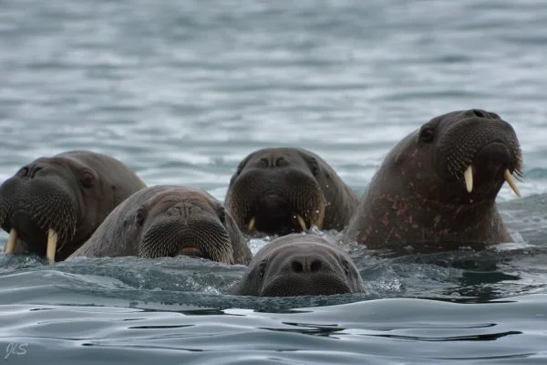 What is a Group of Walrus Called? Collective Nouns