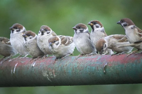 What is a Group of Sparrows Called? Collective Nouns