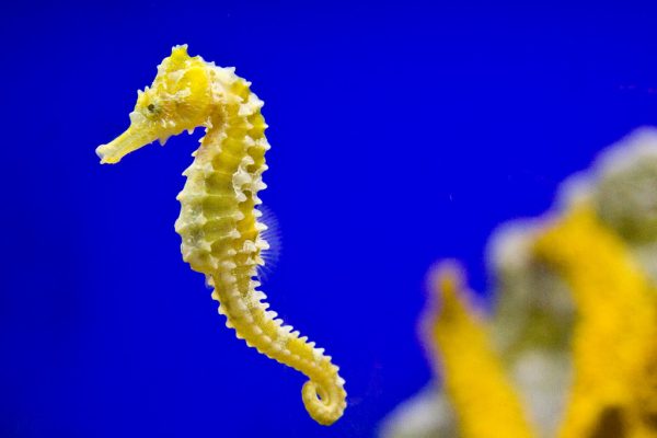 What is a Group of Seahorses Called? Collective Nouns