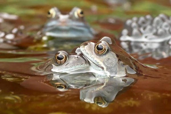 What is a Group of Frogs Called? Collective Nouns