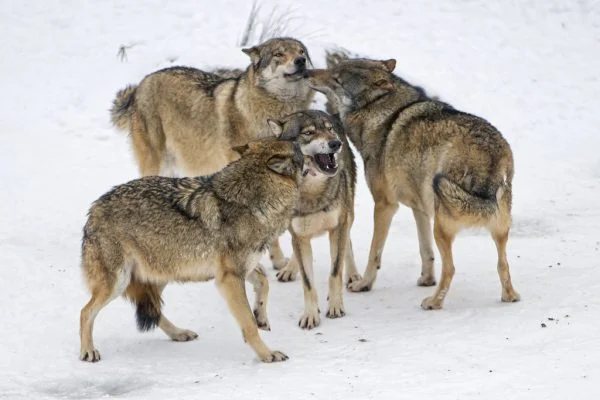 What is a Group of Wolves Called? Collective Nouns