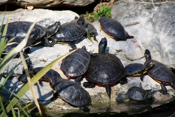 What is a Group of Turtles Called? Collective Nouns