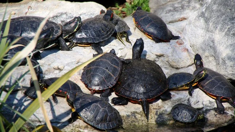 Turtles group