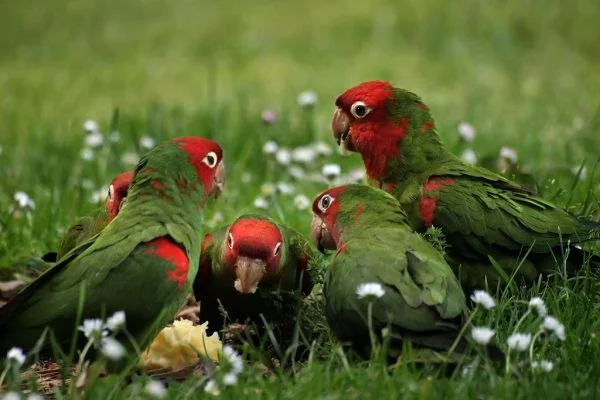 What is a Group of Parrots Called? Collective Nouns