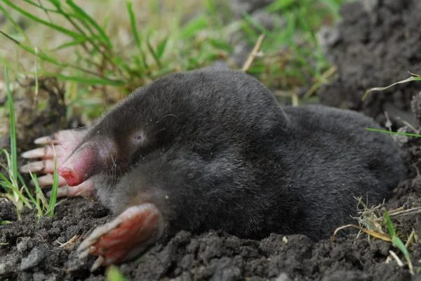 What is a Group of Moles Called? Collective Nouns