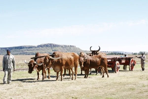 What is a Group of Oxen Called? Collective Nouns