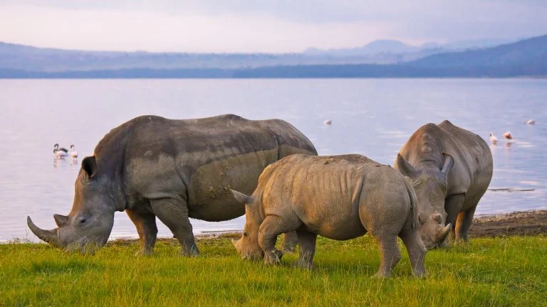 group of rhinoceroses