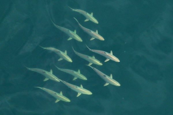 What is a Group of Sharks Called? Collective Nouns