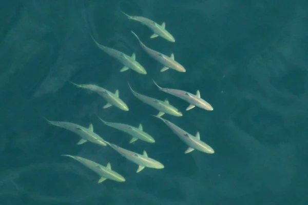 What is a Group of Sharks Called? Collective Nouns