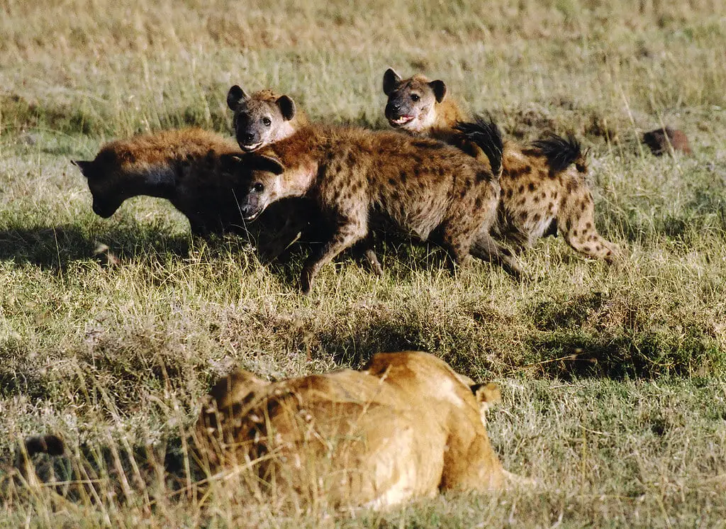 What is a Group of Hyenas Called? Collective Nouns