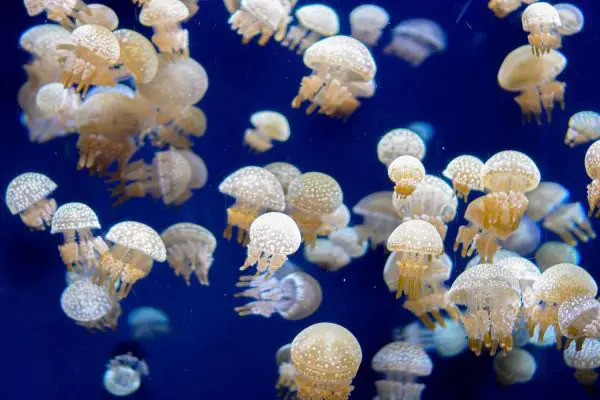 What is a Group of Jellyfish Called? Collective Nouns