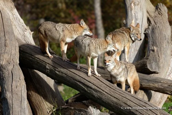 What is a Group of Coyotes Called? Collective Nouns