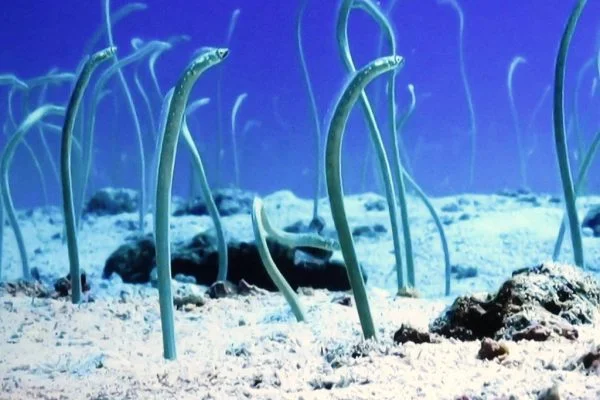 What is a Group of Eels Called? Collective Nouns