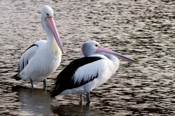 What is a Group of Pelicans Called? Collective Nouns