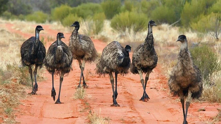 What is a Group of Emu Called