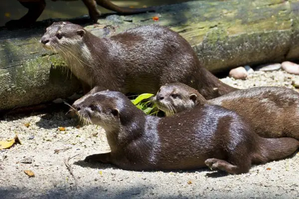 What is a Group of Otters Called? Collective Nouns