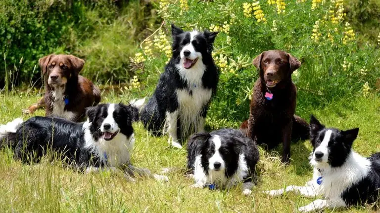 What is a Group of Dogs Called? Collective Nouns