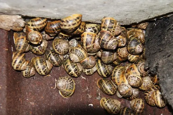 What is a Group of Snails Called? Collective Nouns