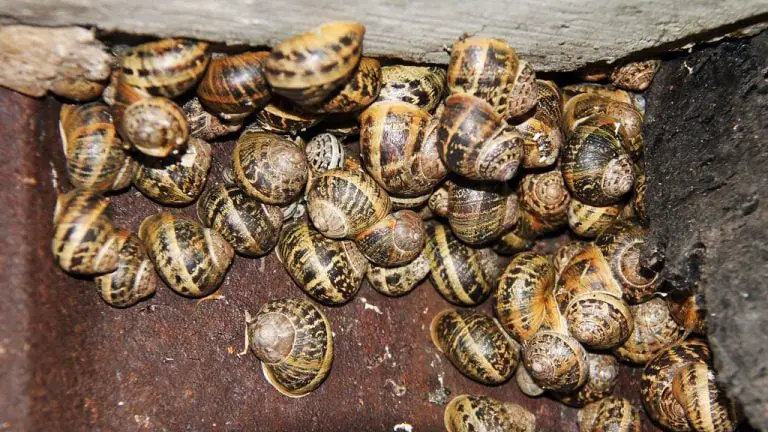 What is a Group of Snails Called