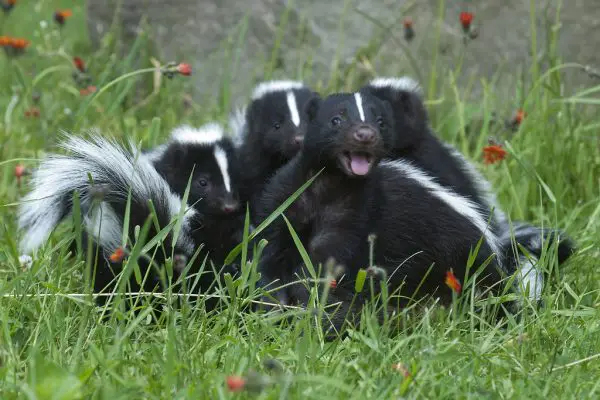 What is a Group of Skunks Called? Collective Nouns