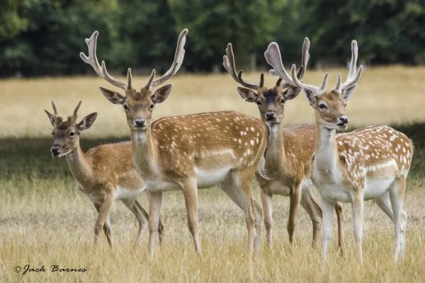 What is a Group of Deer Called? Collective Nouns