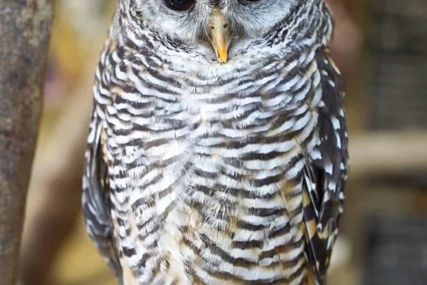 Do Owls Help Humans? A Detailed Guide on Hawk