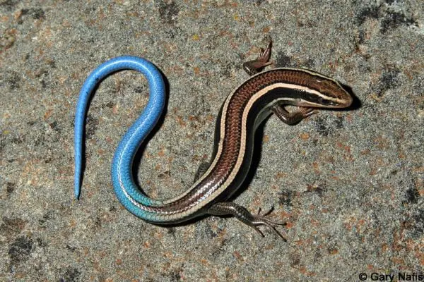 Most Common Skinks in California (With Images)