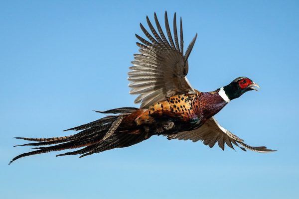 Can pheasants of all kinds fly? You Would Be Surprised