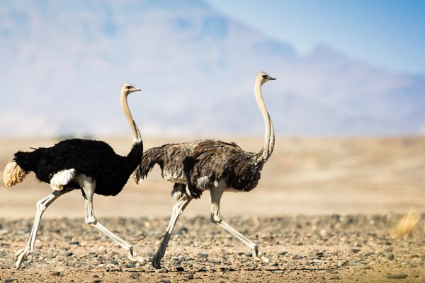 How Fast Can an Ostrich Run? You Would Be Surprised