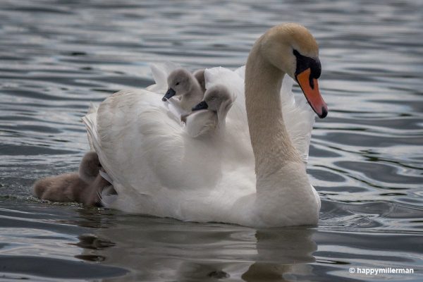 Baby Swans: All You Need to Know