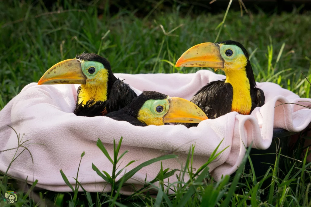 Baby Toucans: All You Need To Know