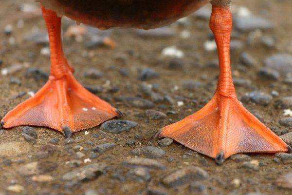 What Are Ducks’ Feet Called?