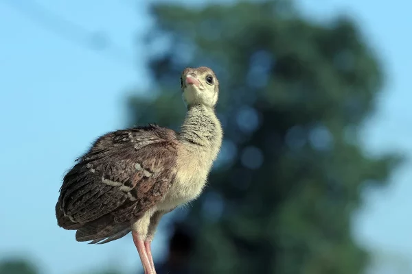 Baby Peacocks: All You Need to Know