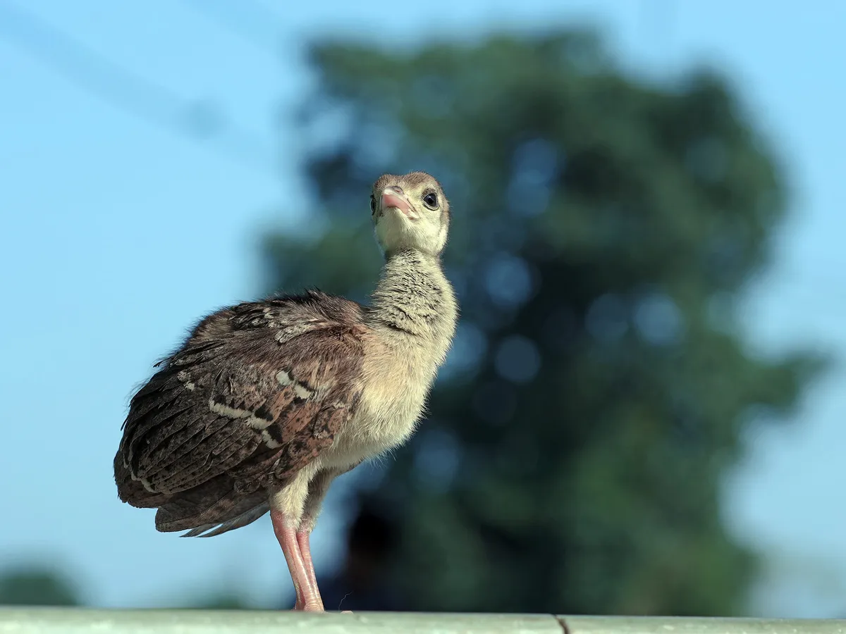 Baby Peacocks: All You Need To Know