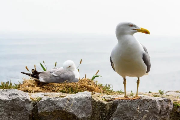 Definitive Guide to Seagull Eggs and Nesting Behavior