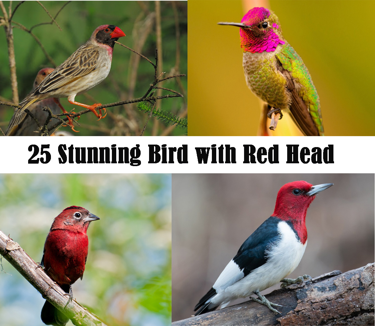 25 Stunning Bird with Red Head (ID and Photo Guide)