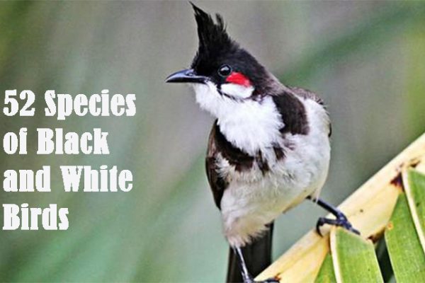 Black and White Birds: 52 Species with Pictures and Identification