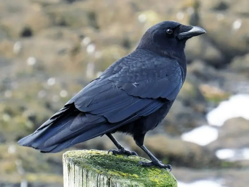 Black Birds in Michigan