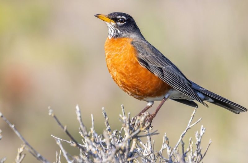 Brown Birds with Yellow Beaks