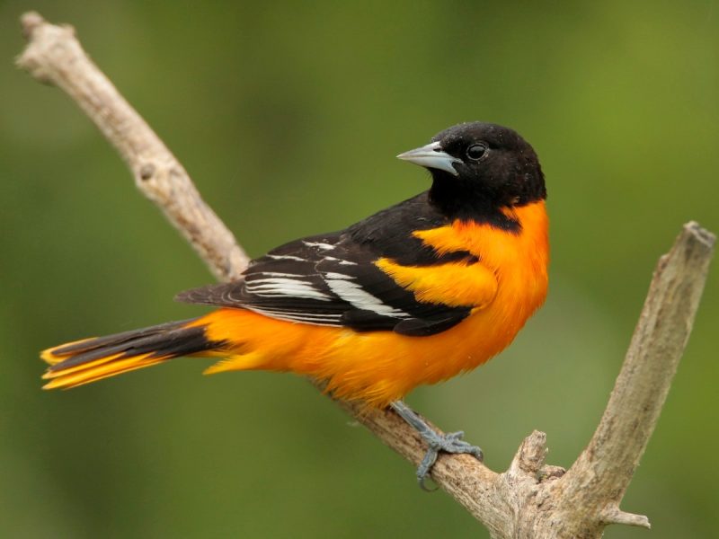 Black Birds in Michigan