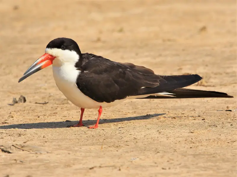 Black and White Birds