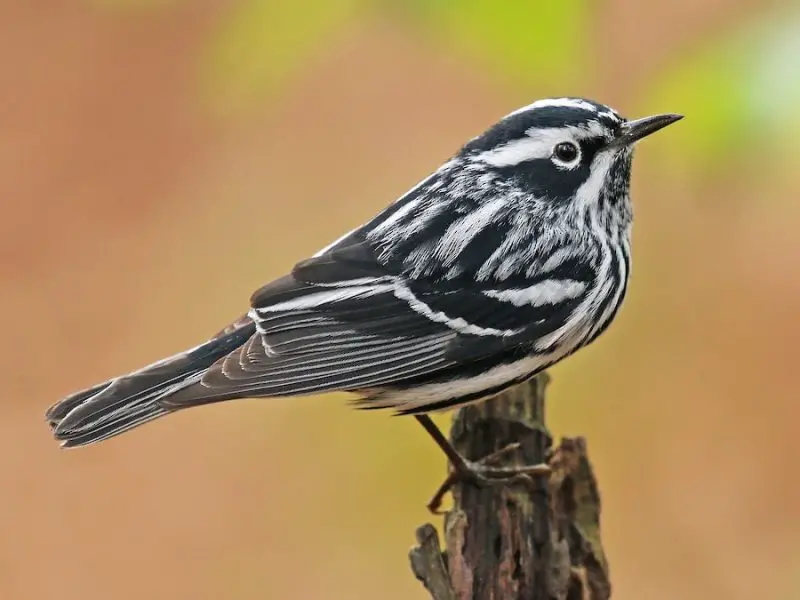 Black and White Birds