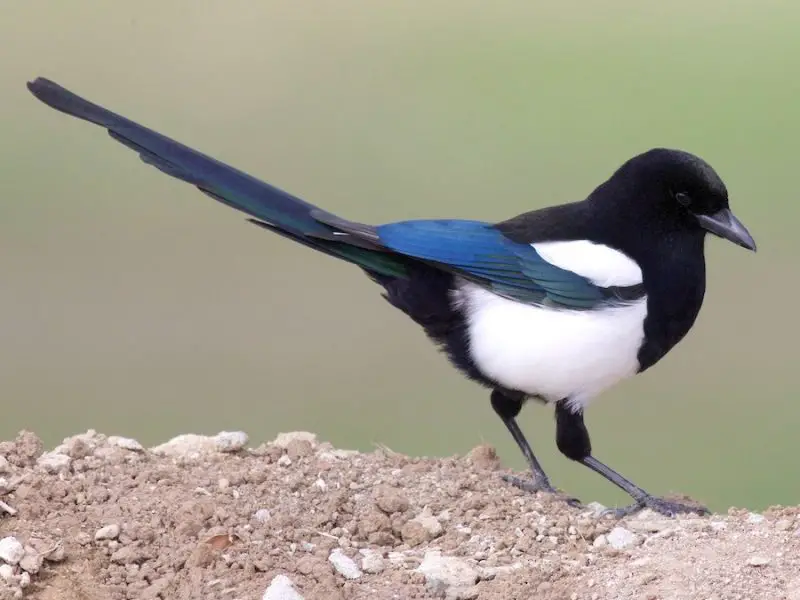 Black and White Birds